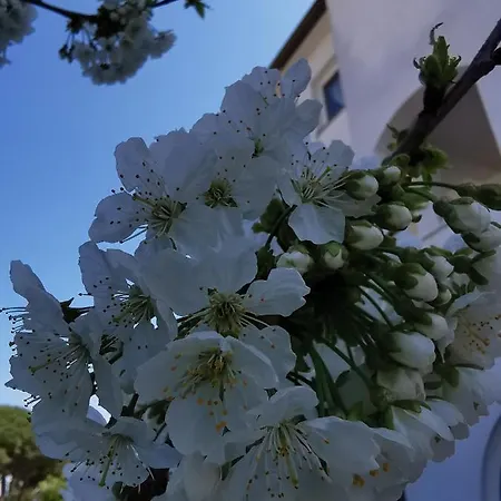 Daire Sandra Rovinj